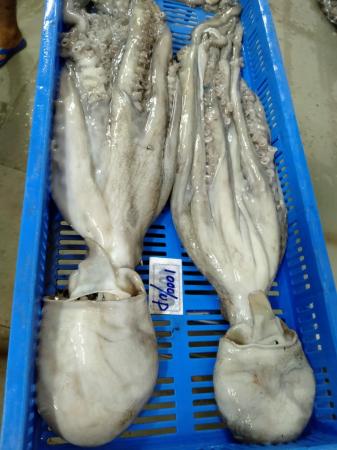 Bạch tuộc chân dài Ấn Độ nguyên con