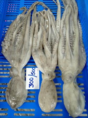 Bạch tuộc chân dài Ấn Độ nguyên con