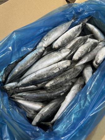 Cá nục suôn nguyên con đông lạnh 