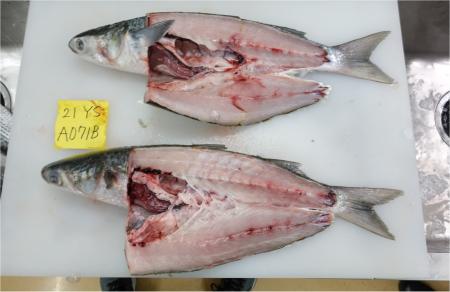 Cá đối Nhật Bản nguyên con/mổ bụng