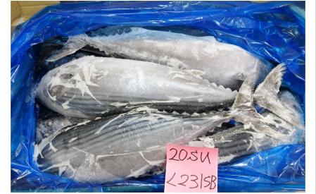 Cá ngư dưa Nhật Bản/Hàn Quốc nguyên con